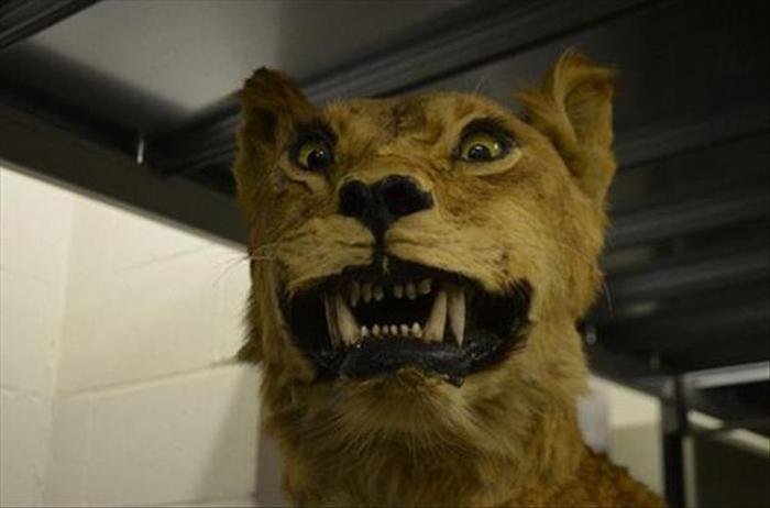 Taxidermied Animals That Will Make You Say WTF? (30 pics)