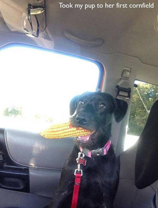 Animals Experiencing Things For The First Time Is Absolutely Adorable (20 pics)