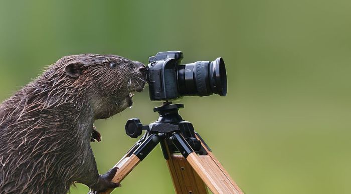 Animals That Wish They Could Be Photographers (20 pics)