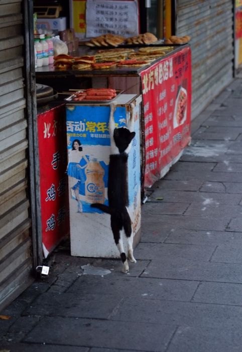 This Cat Has No Problem Stealing His Dinner (9 pics)