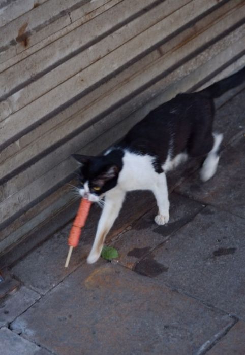 This Cat Has No Problem Stealing His Dinner (9 pics)
