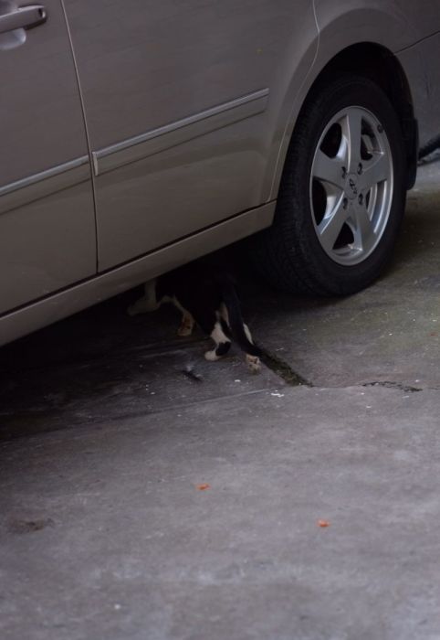 This Cat Has No Problem Stealing His Dinner (9 pics)