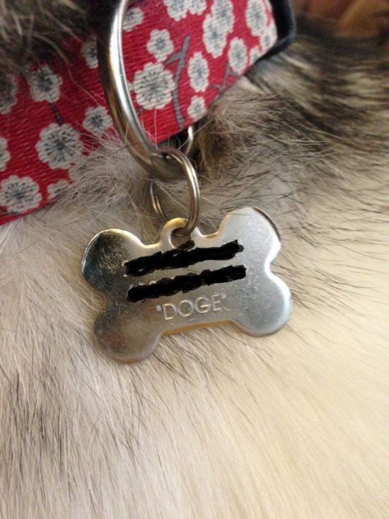 Custom Collar Tags Created By Pet Owners With A Good Sense Of Humor (14 pics)