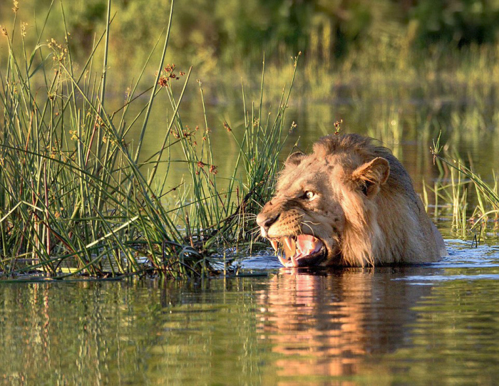 Lion Swims For His Life After Encountering A Crocodile In A River (7 pics)