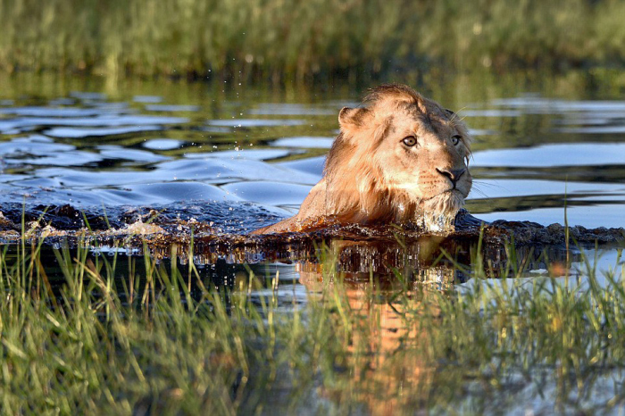 Lion Swims For His Life After Encountering A Crocodile In A River (7 pics)