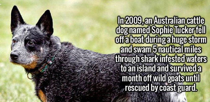 Random Facts To Help You Satisfy Your Curiousity (20 pics)