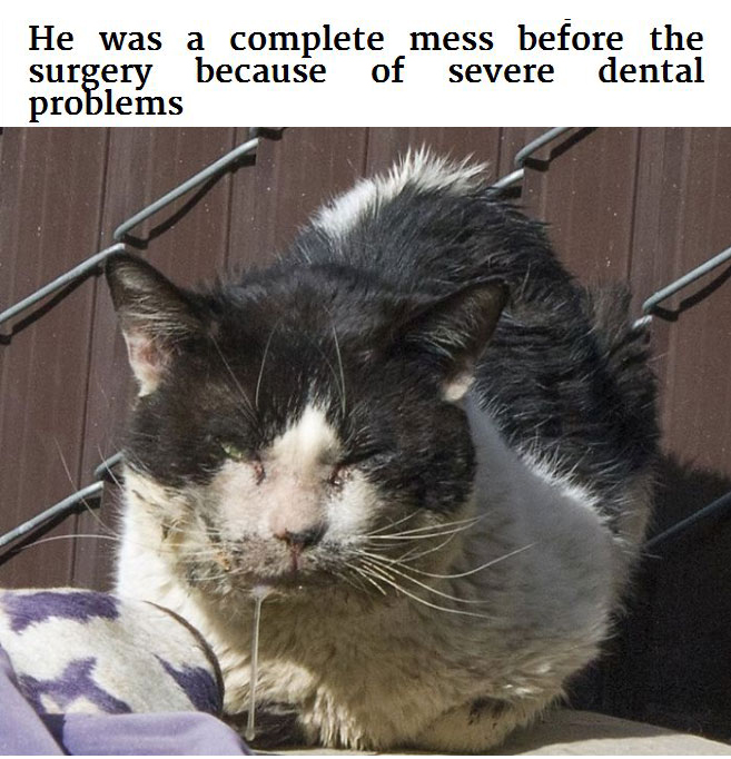 Generous Person Spends $1,000 To Change A Stray Cats Life (8 pics)