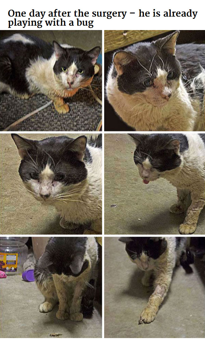 Generous Person Spends $1,000 To Change A Stray Cats Life (8 pics)