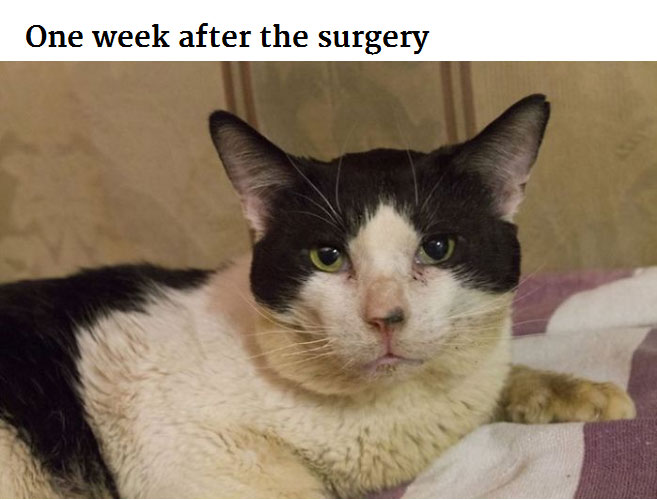 Generous Person Spends $1,000 To Change A Stray Cats Life (8 pics)