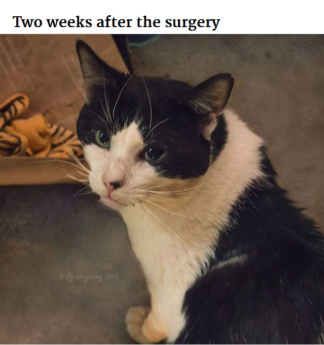 Generous Person Spends $1,000 To Change A Stray Cats Life (8 pics)