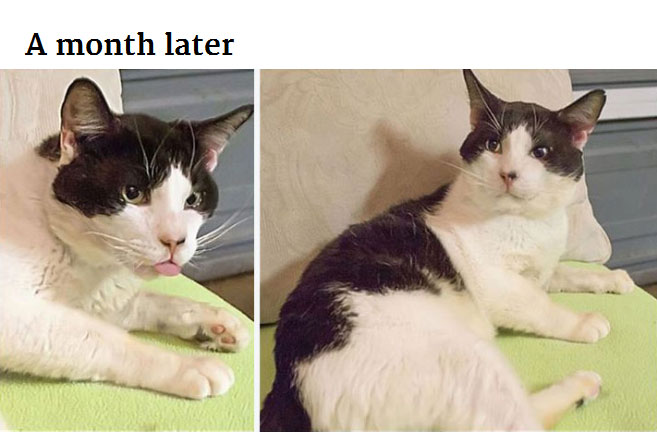 Generous Person Spends $1,000 To Change A Stray Cats Life (8 pics)