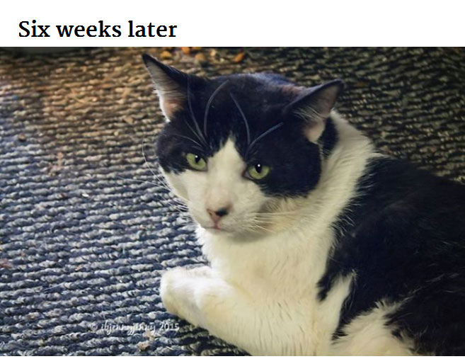 Generous Person Spends $1,000 To Change A Stray Cats Life (8 pics)