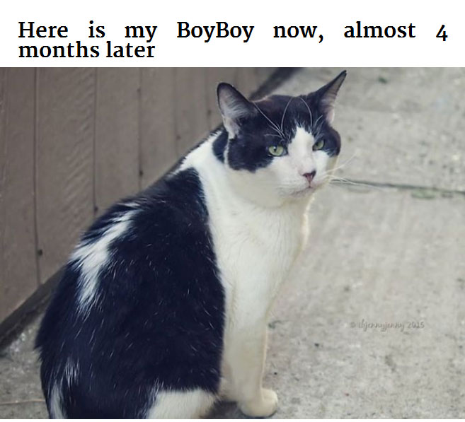 Generous Person Spends $1,000 To Change A Stray Cats Life (8 pics)