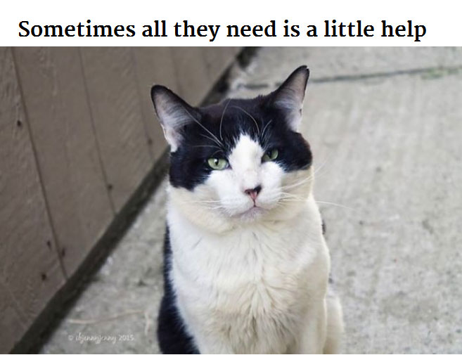 Generous Person Spends $1,000 To Change A Stray Cats Life (8 pics)