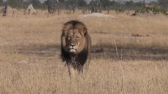 Dentist Gets His Social Media Pages Flooded After Killing Cecil The Lion (18 pics)