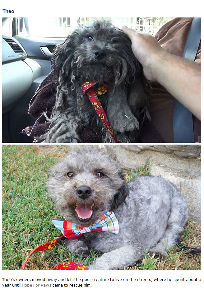 16 Before And After Photos Of Rescue Dogs Show Incredible Transformations (16 pics)