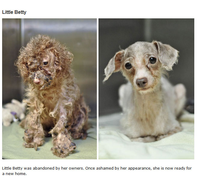 16 Before And After Photos Of Rescue Dogs Show Incredible Transformations (16 pics)