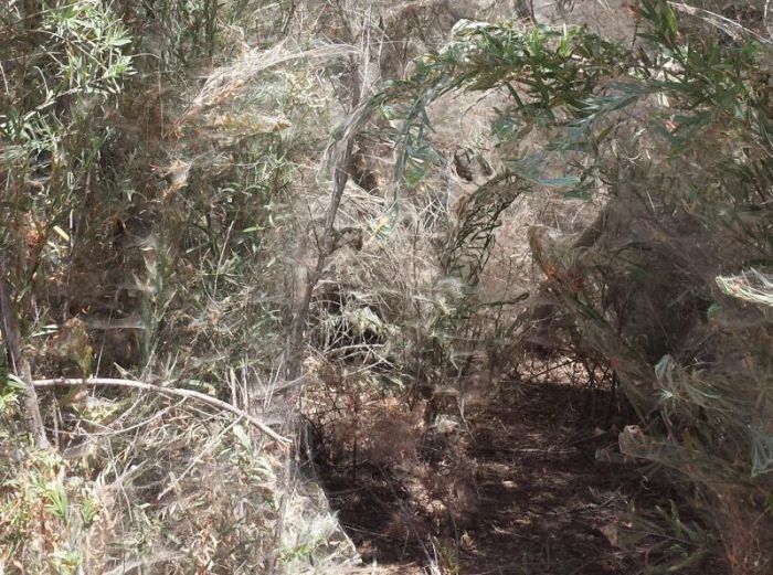 Spiders Overtake Trail To The Lake (5 pics)