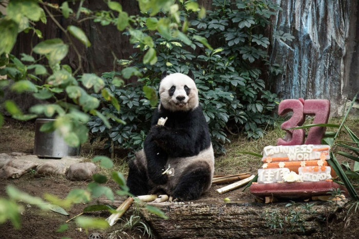 37 Year Old Panda Sets Guinness World Record (3 pics)
