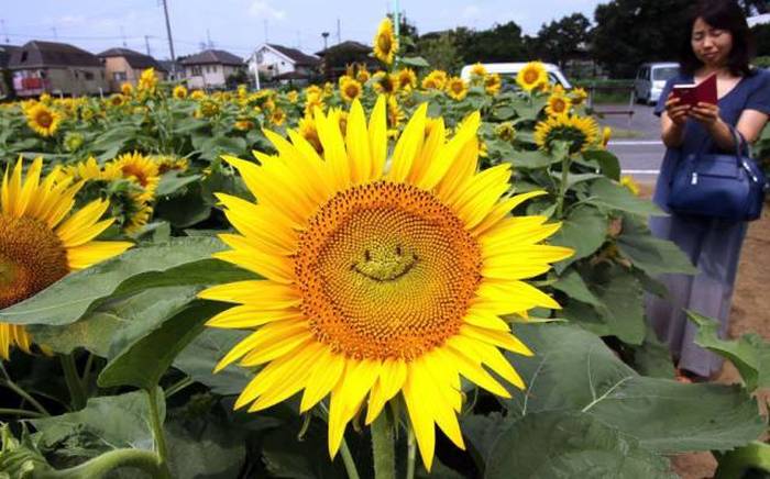 Acid Picdump (101 pics)