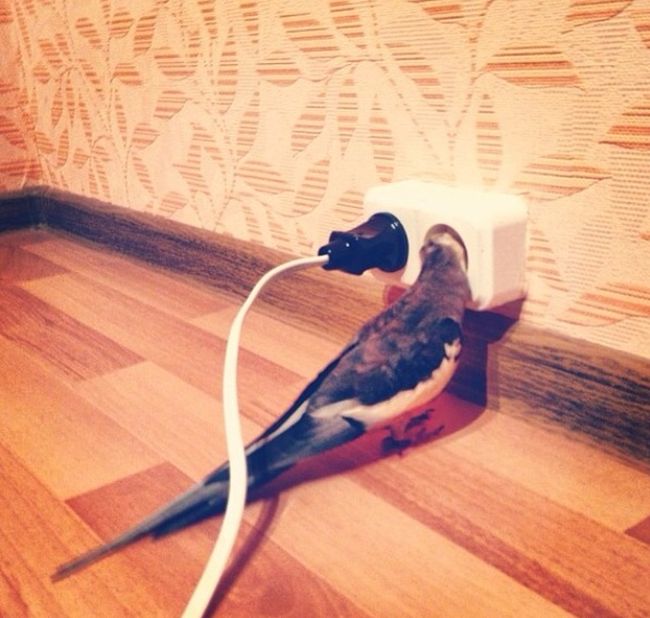 Acid Picdump (101 pics)