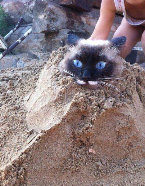 Acid Picdump (101 pics)