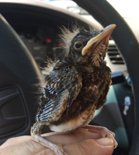 Injured Baby Bird Makes A Full Recovery (10 pics)