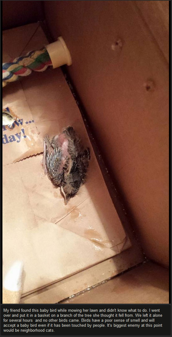 Injured Baby Bird Makes A Full Recovery (10 pics)