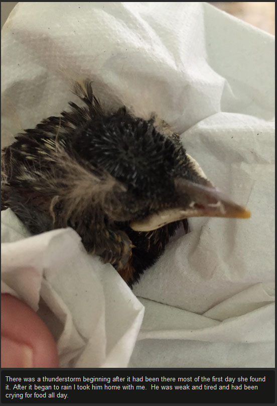 Injured Baby Bird Makes A Full Recovery (10 pics)