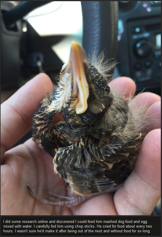 Injured Baby Bird Makes A Full Recovery (10 pics)