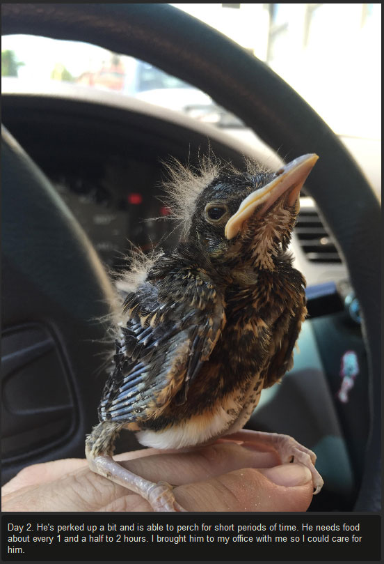 Injured Baby Bird Makes A Full Recovery (10 pics)