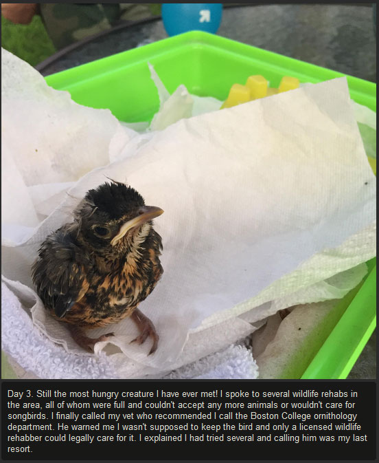 Injured Baby Bird Makes A Full Recovery (10 pics)