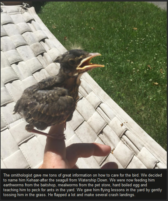 injured-baby-bird-makes-a-full-recovery-10-pics