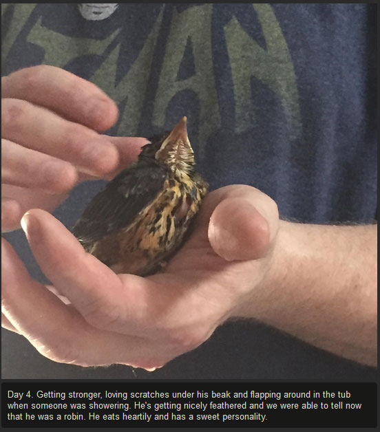 injured-baby-bird-makes-a-full-recovery-10-pics