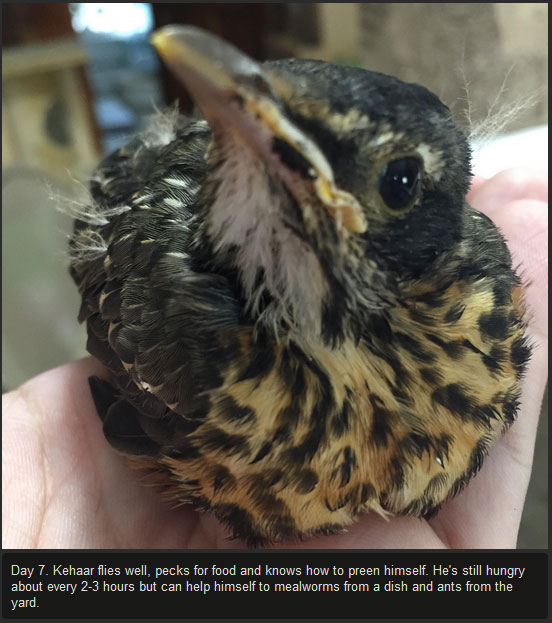 injured-baby-bird-makes-a-full-recovery-10-pics