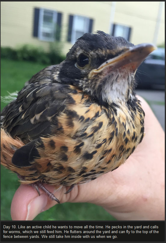 Injured Baby Bird Makes A Full Recovery (10 pics)