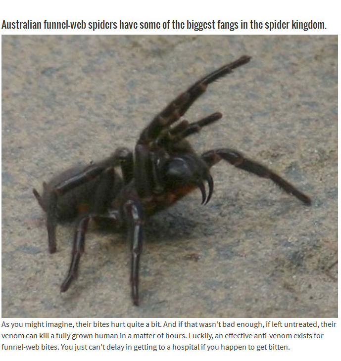 These Spiders Are A Good Reason To Stay Out Of Australia (5 pics)