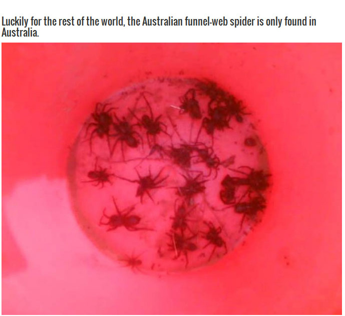 These Spiders Are A Good Reason To Stay Out Of Australia (5 pics)