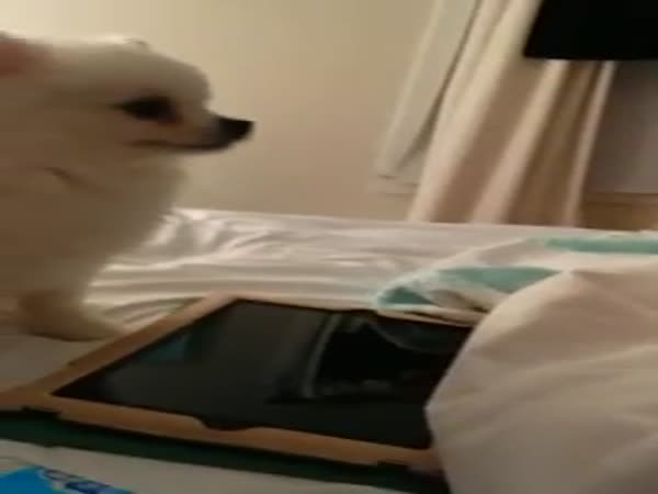 Dog Sneezes