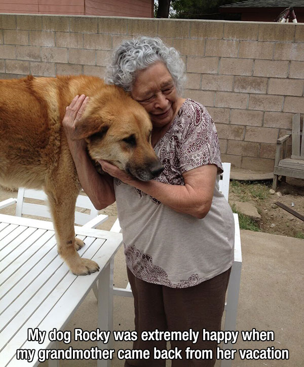 Dogs Truly Are The Most Loyal Pets In The World (28 pics)
