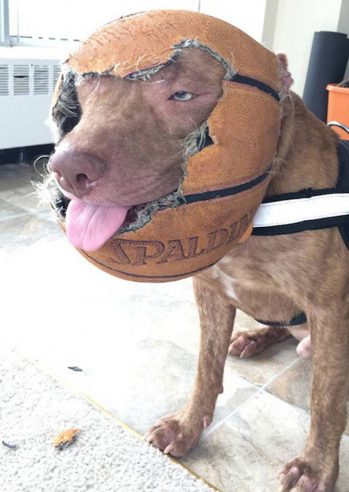 Dogs Truly Are The Most Loyal Pets In The World (28 pics)
