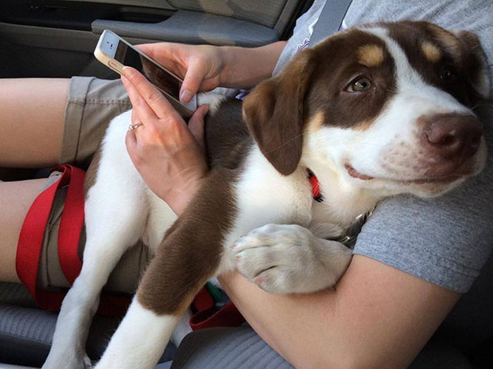 Dogs Truly Are The Most Loyal Pets In The World (28 pics)