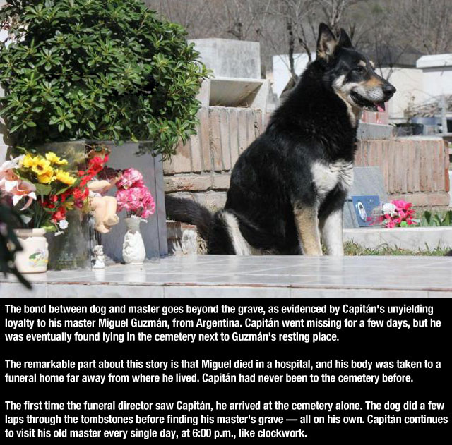 Dogs Truly Are The Most Loyal Pets In The World (28 pics)