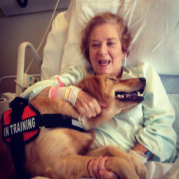 Dogs Truly Are The Most Loyal Pets In The World (28 pics)
