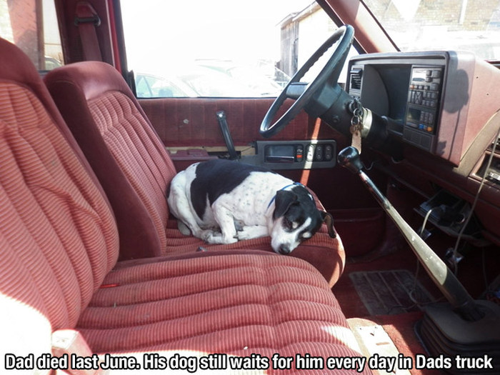 Dogs Truly Are The Most Loyal Pets In The World (28 pics)
