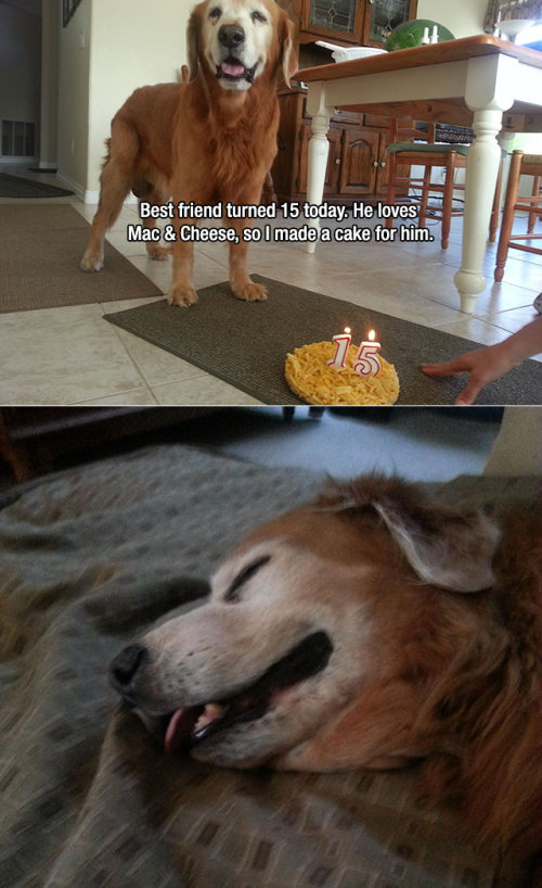 Dogs Truly Are The Most Loyal Pets In The World (28 pics)