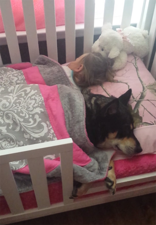 Dogs Truly Are The Most Loyal Pets In The World (28 pics)