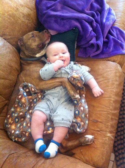 Dogs Truly Are The Most Loyal Pets In The World (28 pics)