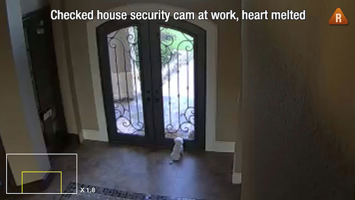 Dogs Truly Are The Most Loyal Pets In The World (28 pics)