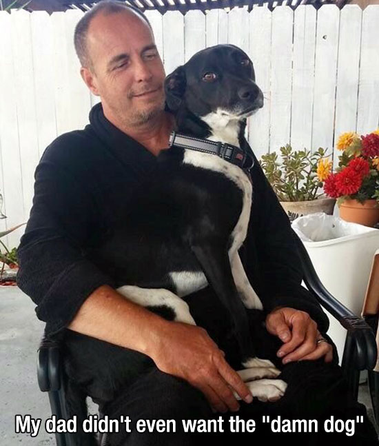 Dogs Truly Are The Most Loyal Pets In The World (28 pics)